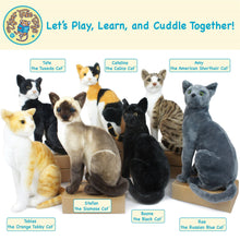 Load image into Gallery viewer, Stefan The Siamese Cat | 13 Inch Stuffed Animal Plush | By TigerHart Toys